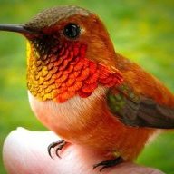 Colibri